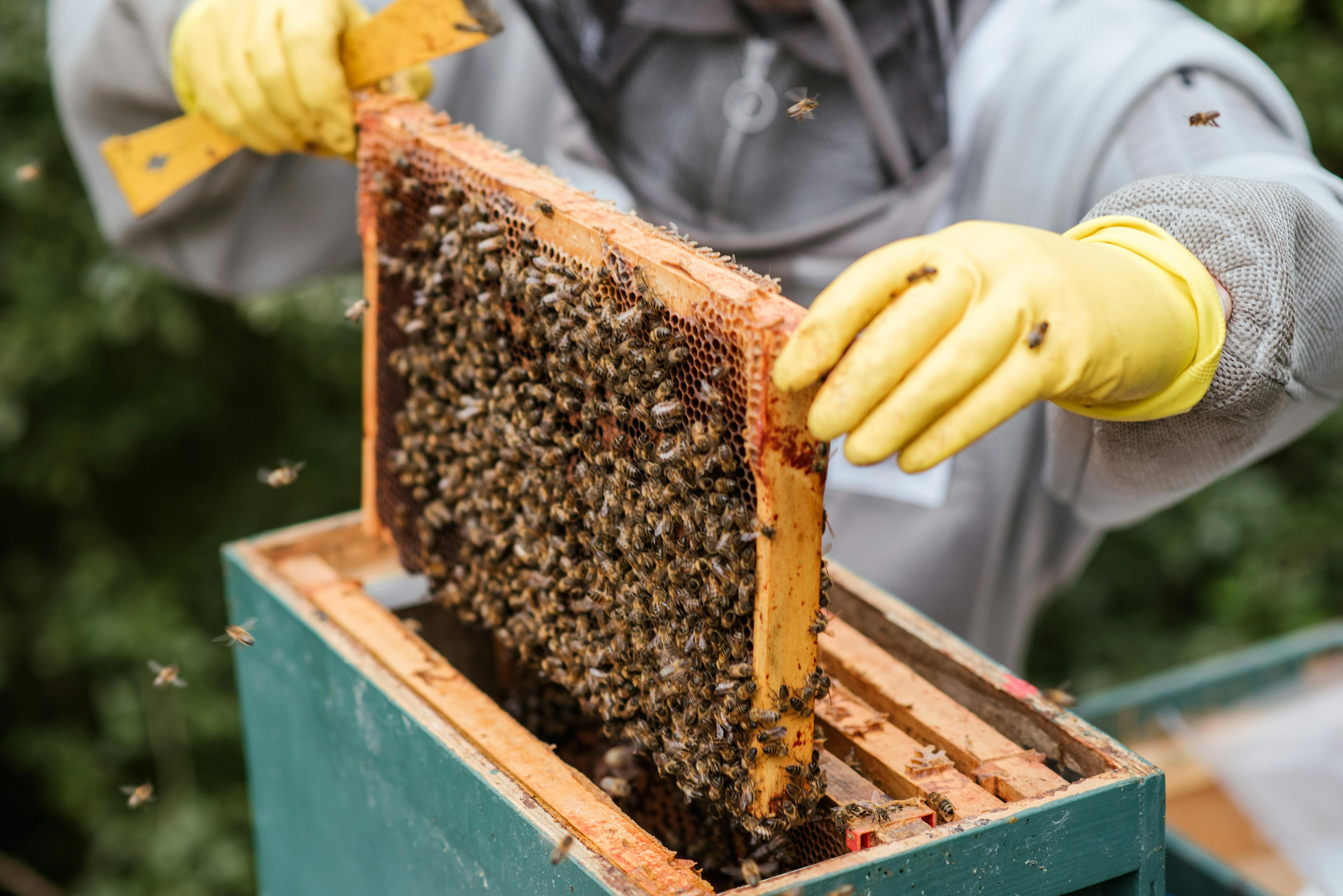 Unveiling the Health Benefits of World's Best Bee Honey