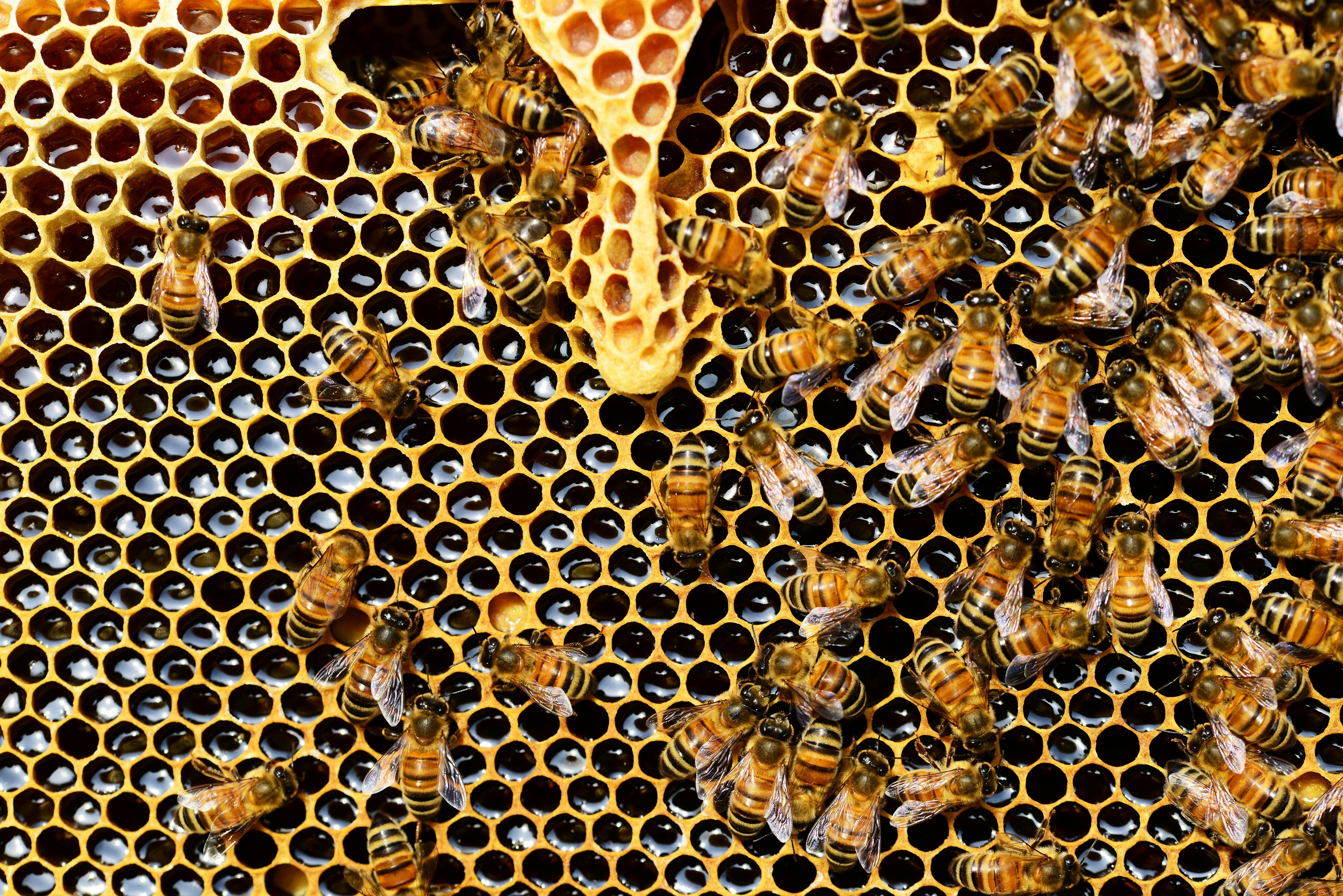 A World Without Bees – And Why Honey Matters More Than Ever