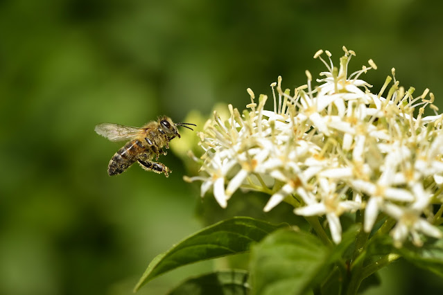 Kashmir White Honey – Nature’s Purest Wellness Tonic from the Valleys of Jammu & Kashmir